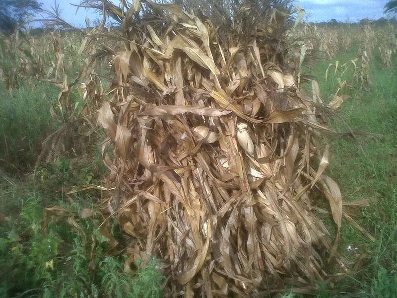 Nsima (Malawian Maize Staple), via Wikimedia Commons