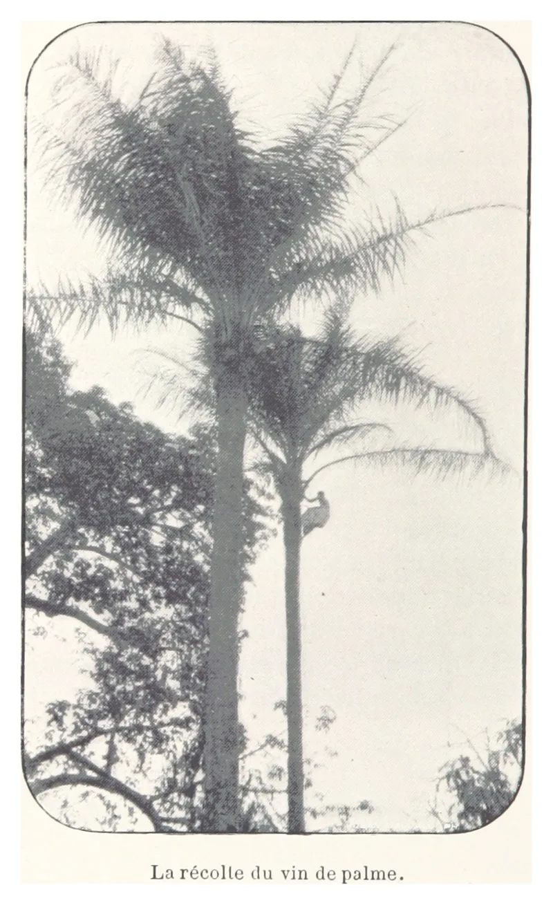 Palm Wine (Emu / Nkwu), via Wikimedia Commons